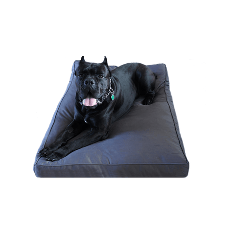 dogs need an orthopedic dog mattress