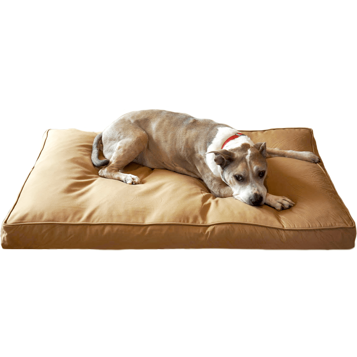 chew resistant dog blanket