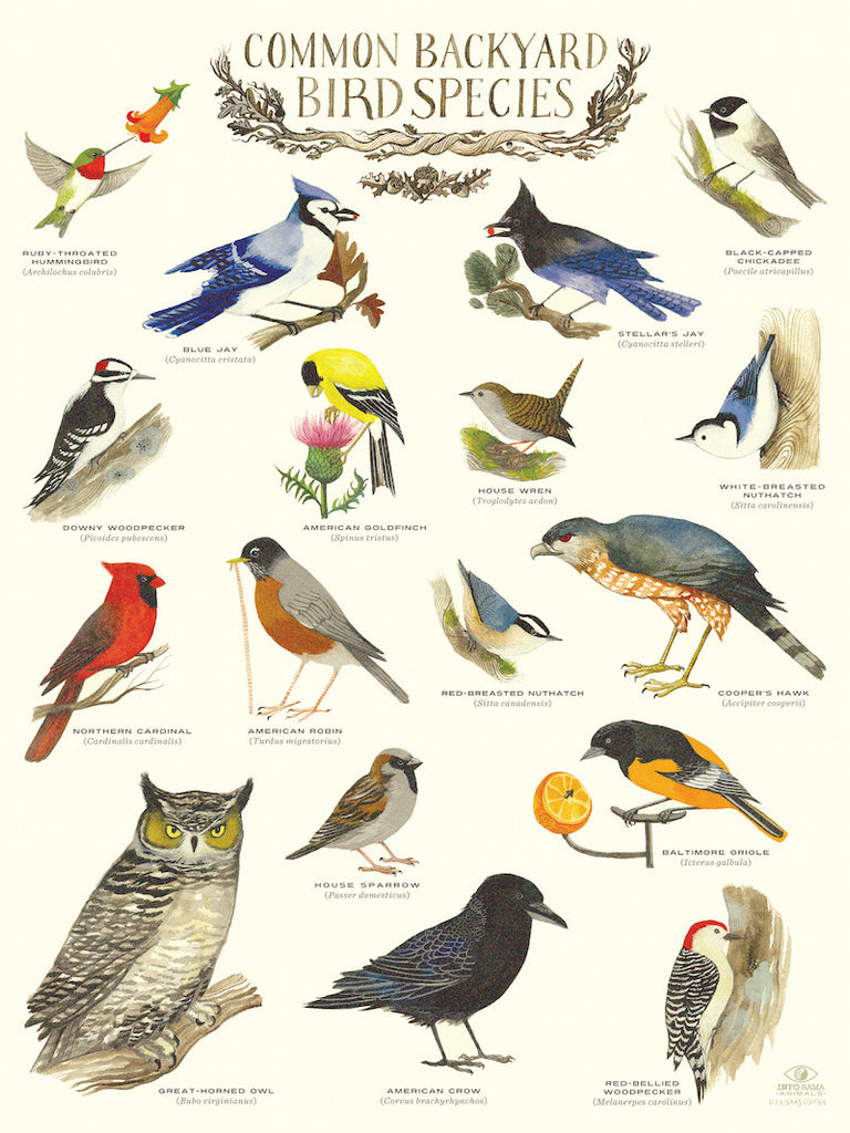 Common Backyard Bird Species Infographic Poster By Diana Sudyka Info Rama
