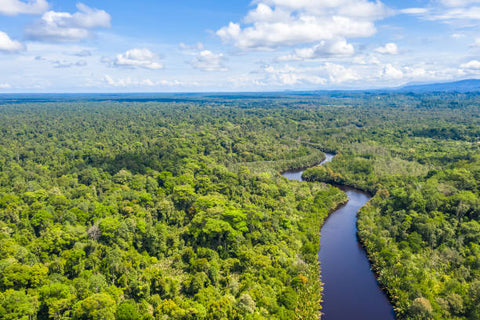 borneo landscape freestock image