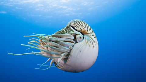 Nautilus Sea Creature