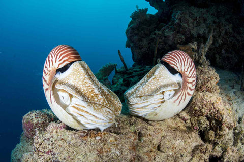 Nautilus