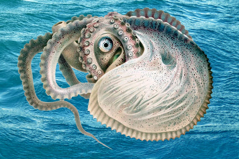 Nautilus Octopus