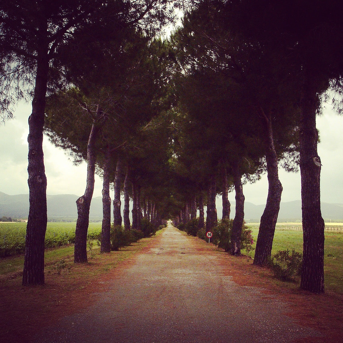 tuscany-tree-valley