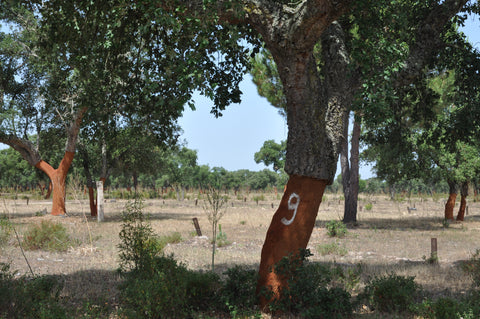 A marked cork tree that has recently been harvested