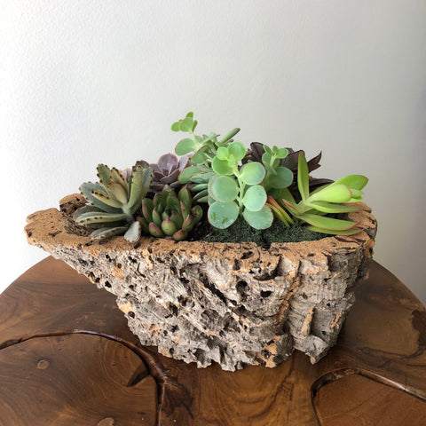 An assortment of succulents in a cork bark urban planter