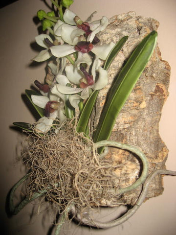 White and purple orchid mounted on a cork bark flat with moss.