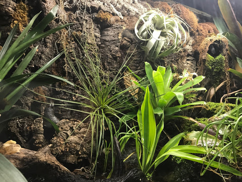 Virgin cork bark with plants surrounding them in a terrarium 