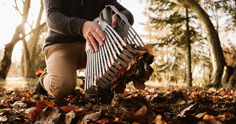 Person clearing leaves with leaf grabbers