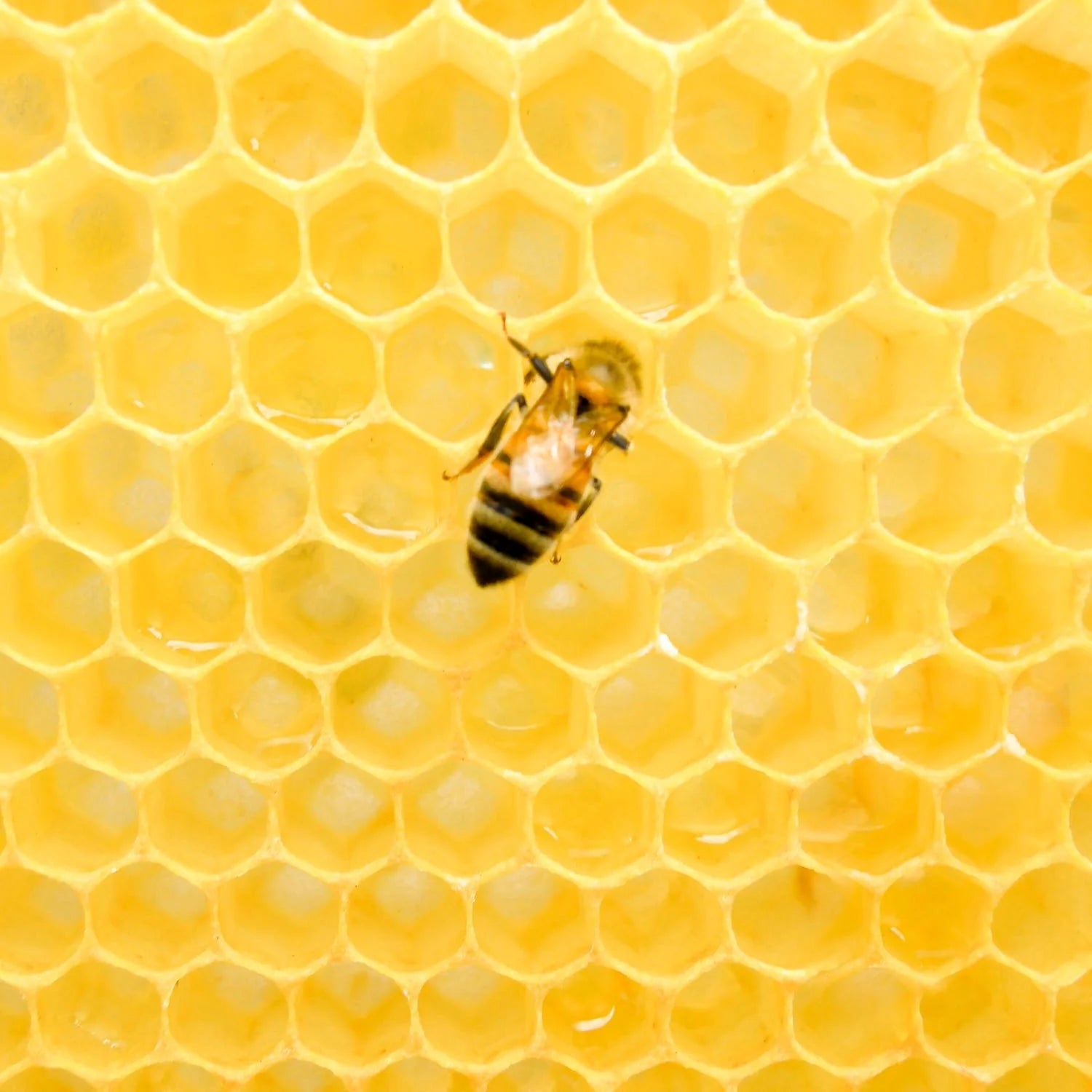 A bee on a honeycomb filled with honey.