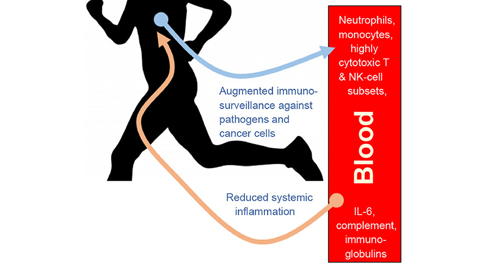 Exercise Improves Immune Cell Function