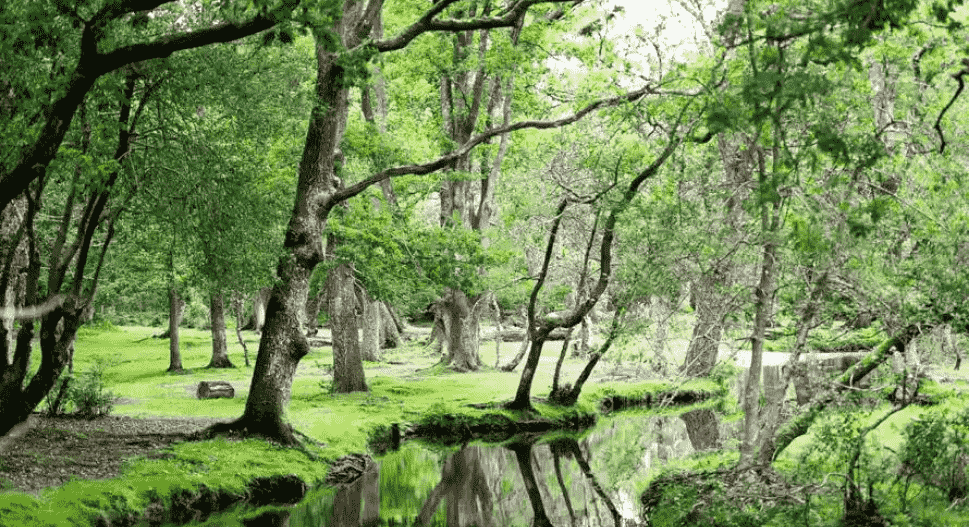 best walks in the new forest