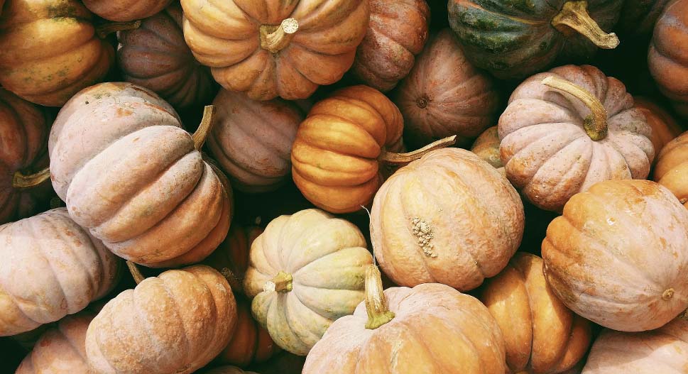 pumpkin recipe