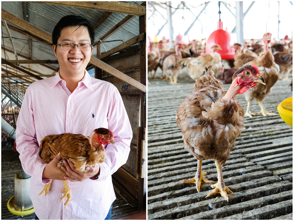 Free Range Chicken And Poutry Farming In Malaysia Stock Photo Image Of Rural Asia 166400104