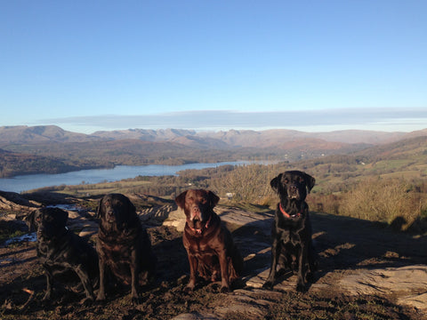 Labradors on the summit of Orrest Head overlooking Windermere