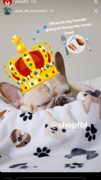 French Bulldog Love Instagram Contest