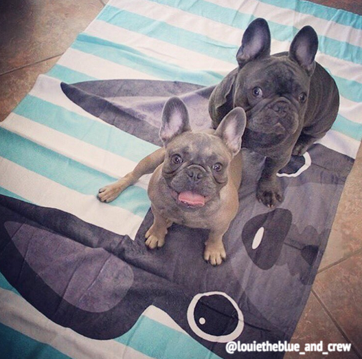 Grey / Striped French Bulldog Beach Towel – French Bulldog Love