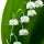 Lily of the Valley Fragrance Perfumes