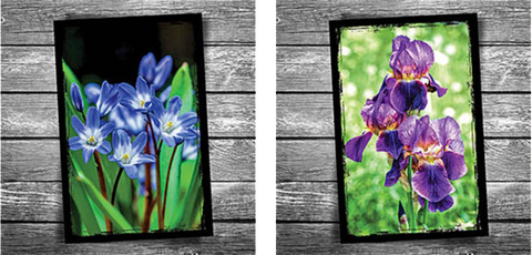 Spring flower postcards