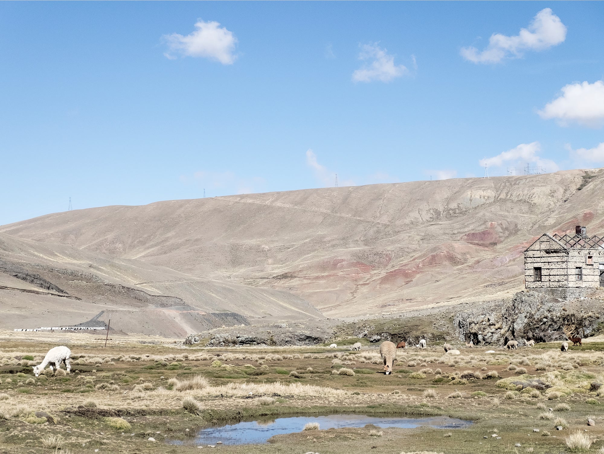 Alpaca grazing in Bolivia