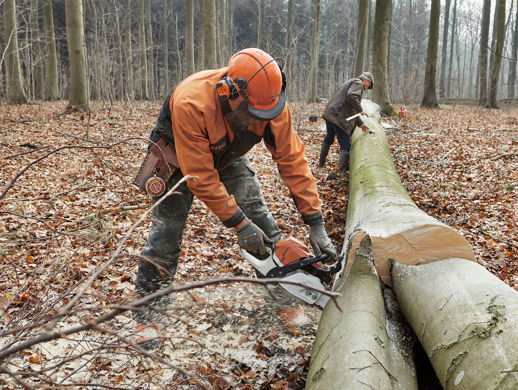 Choosing timber in the Damsbo Forest