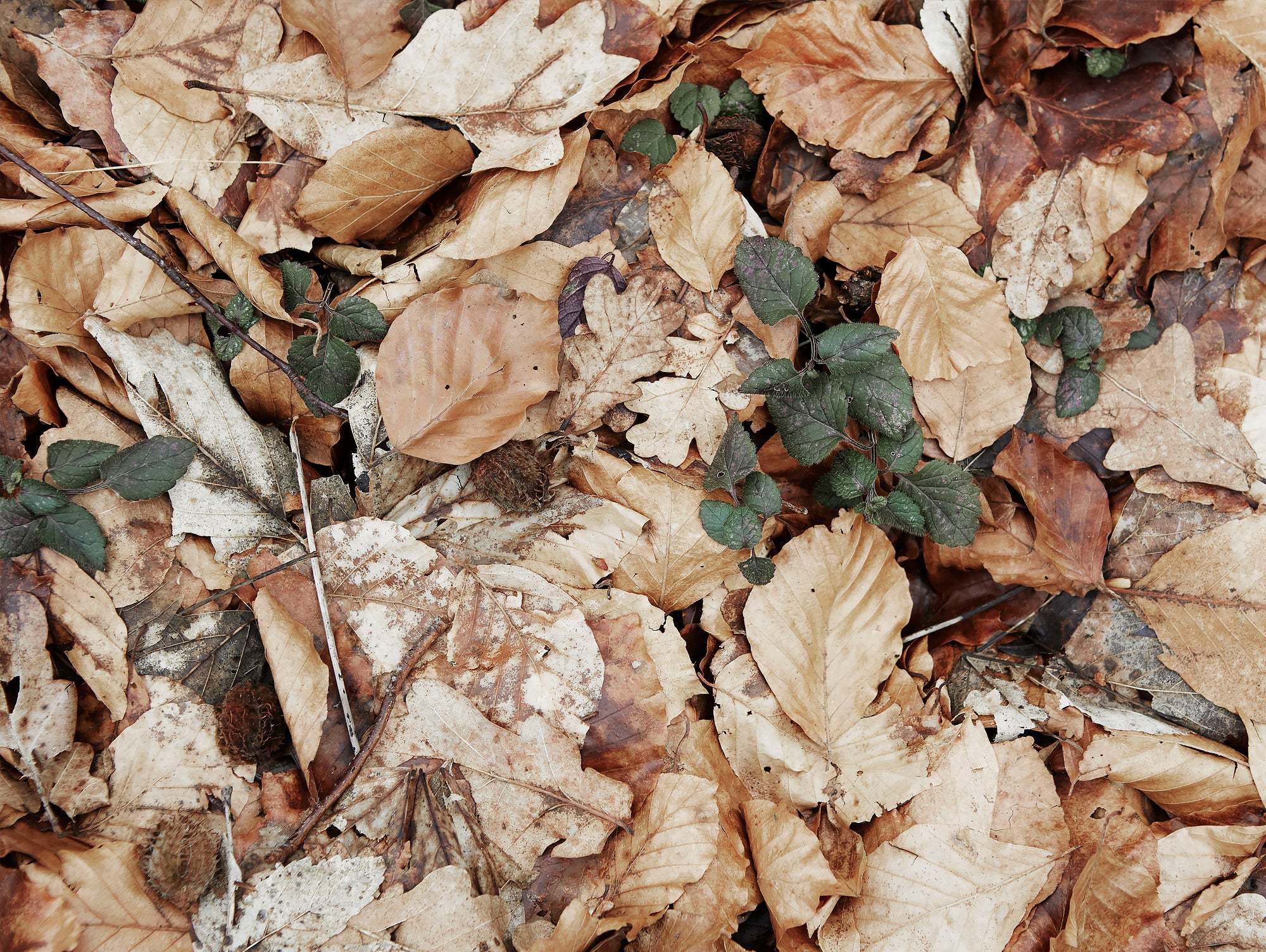 Damsbo Forest floor