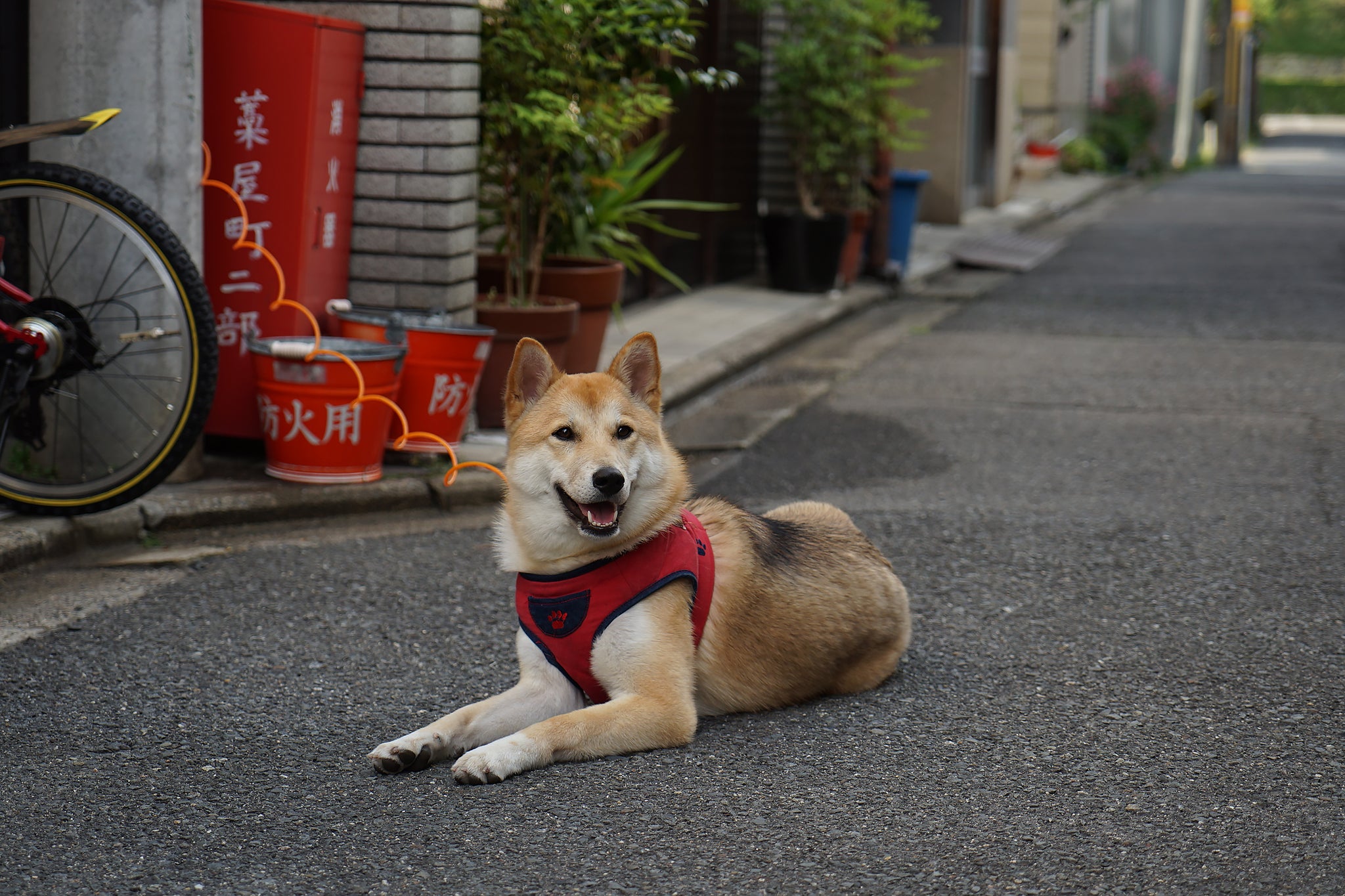 東京の秋田犬