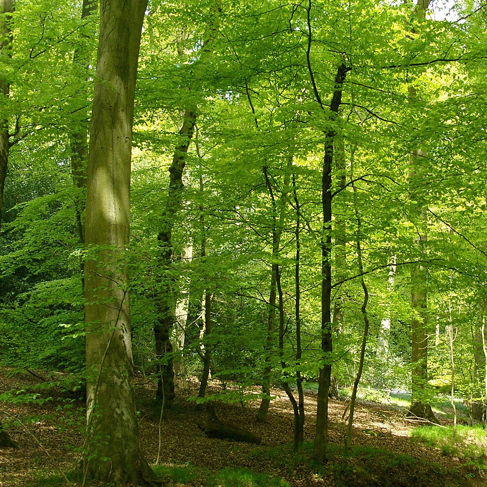 Geoffrey Fisher Buckinghamshire woodland