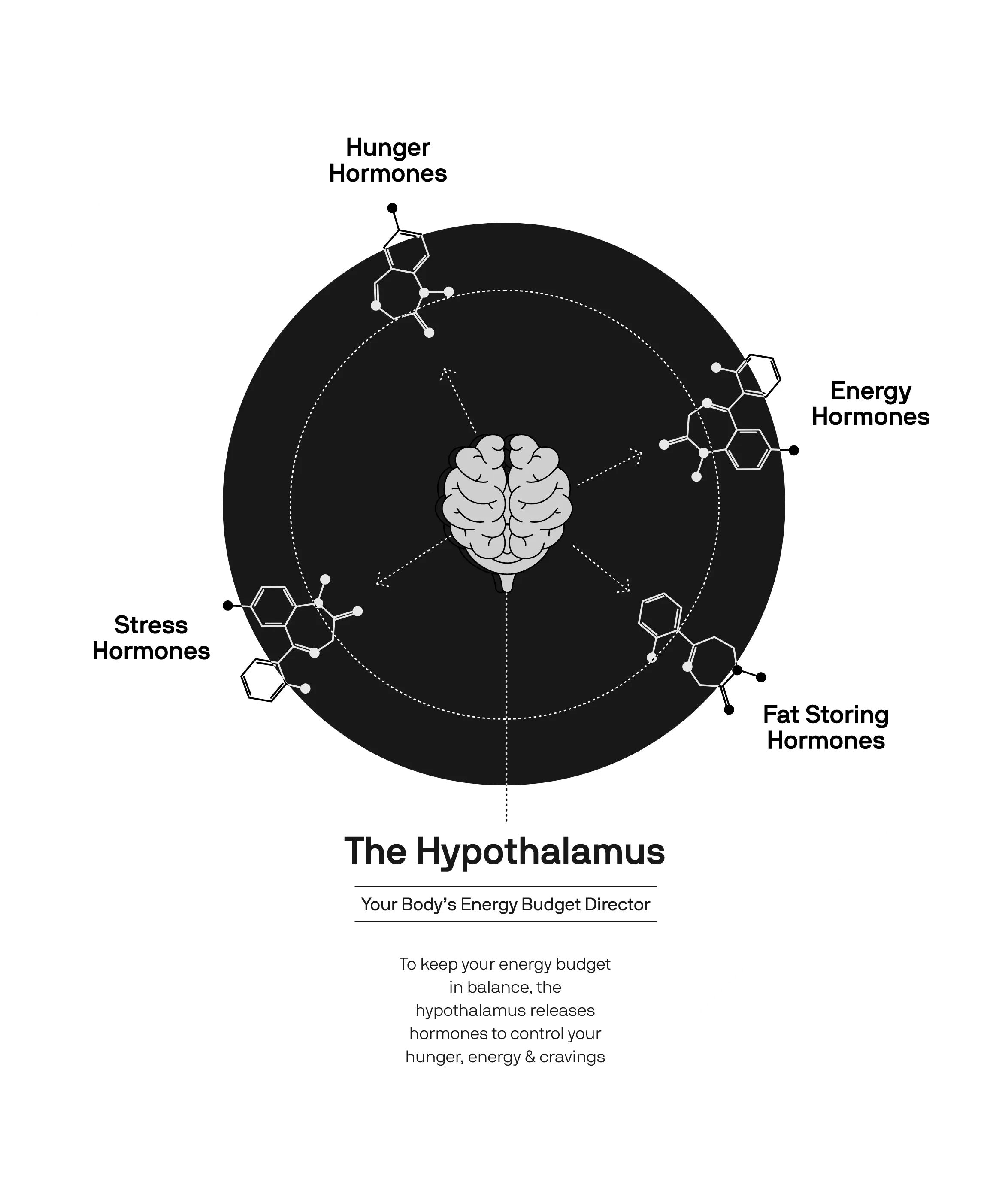 the hypothalamus