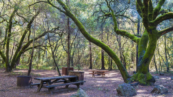 Henry Cowell Redwoods State Park, Graham Hill Campground