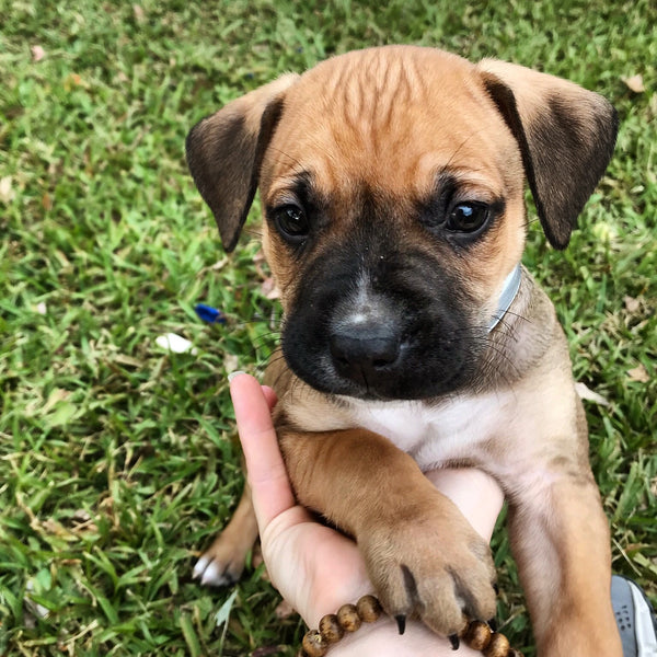 Albus, black mouth cur