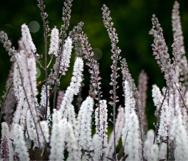 A closeup of black cohosh flowers, a native North American plant traditionally used for women's health support.