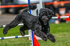 Dog agility events