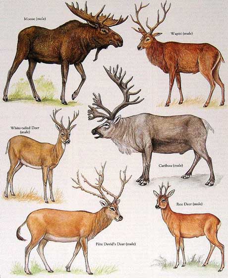 Types of Deer image