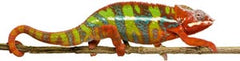 Chameleon image