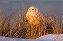 Snowy Owl Photo