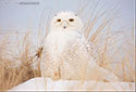 Snowy Owl Photo 2