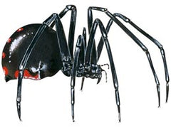 Large Spider image