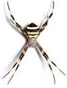 Spider pic 10