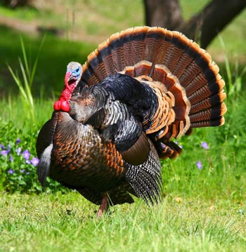 Male Turkey photo