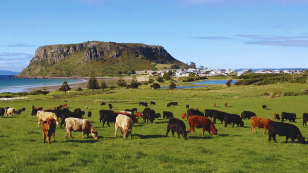 Grass fed cows grazing in an open paddock next to the sea.