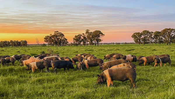 Free Range pigs grazing in a big open grassy paddock at sunset.