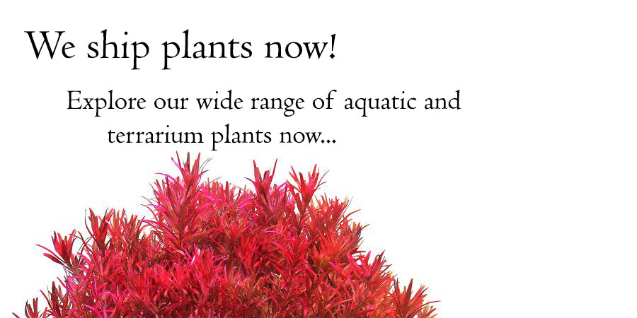 Aquatic Live Plants Sale