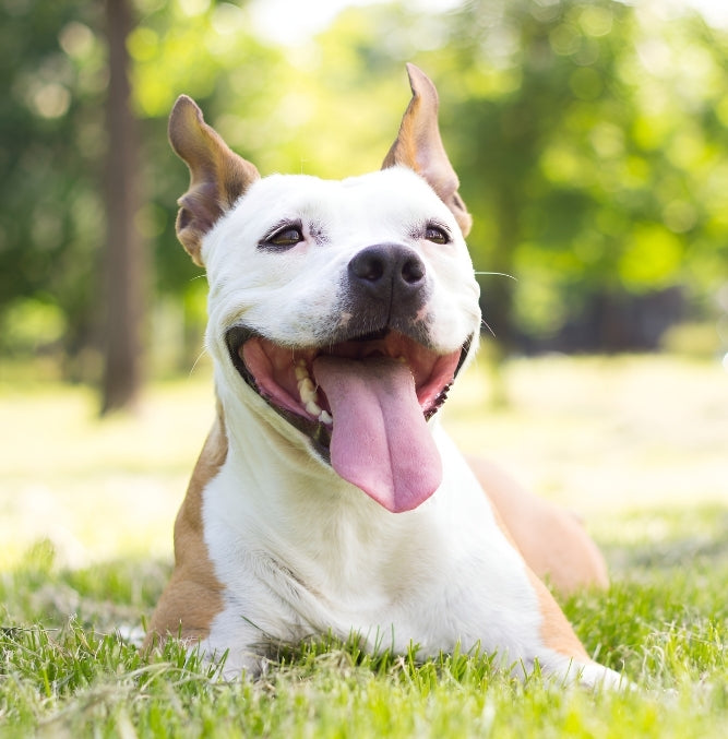 Happy dog lying on the grass with its tongue out on a sunny day.