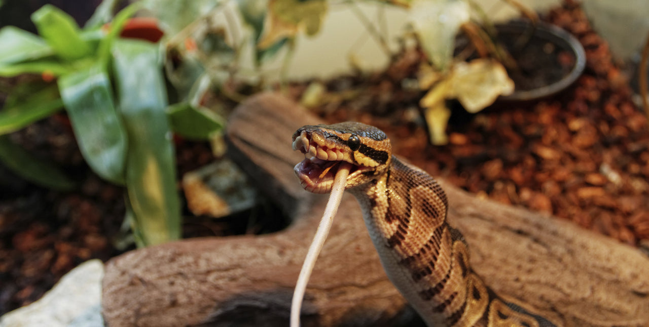 ball python habitat in the wild