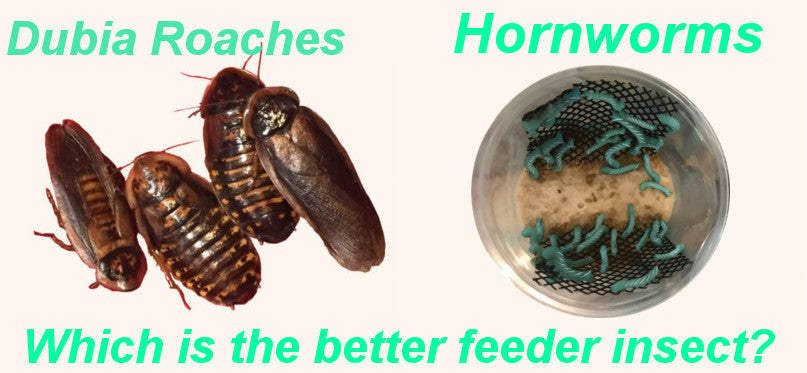 download hornworm feeder