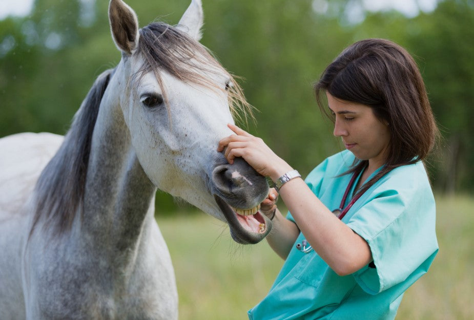 best equine vet near me