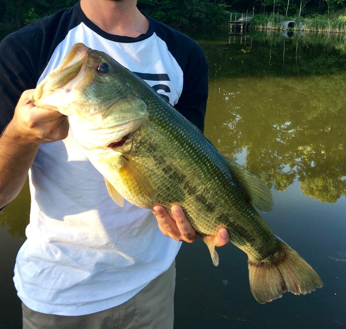 large mouth bass fish