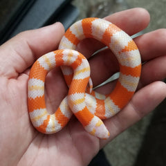 milk snake substrate