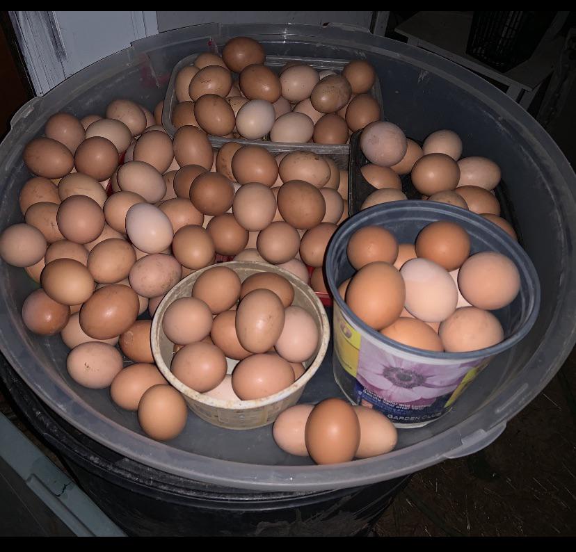 Are Farm Fresh Eggs Free Range